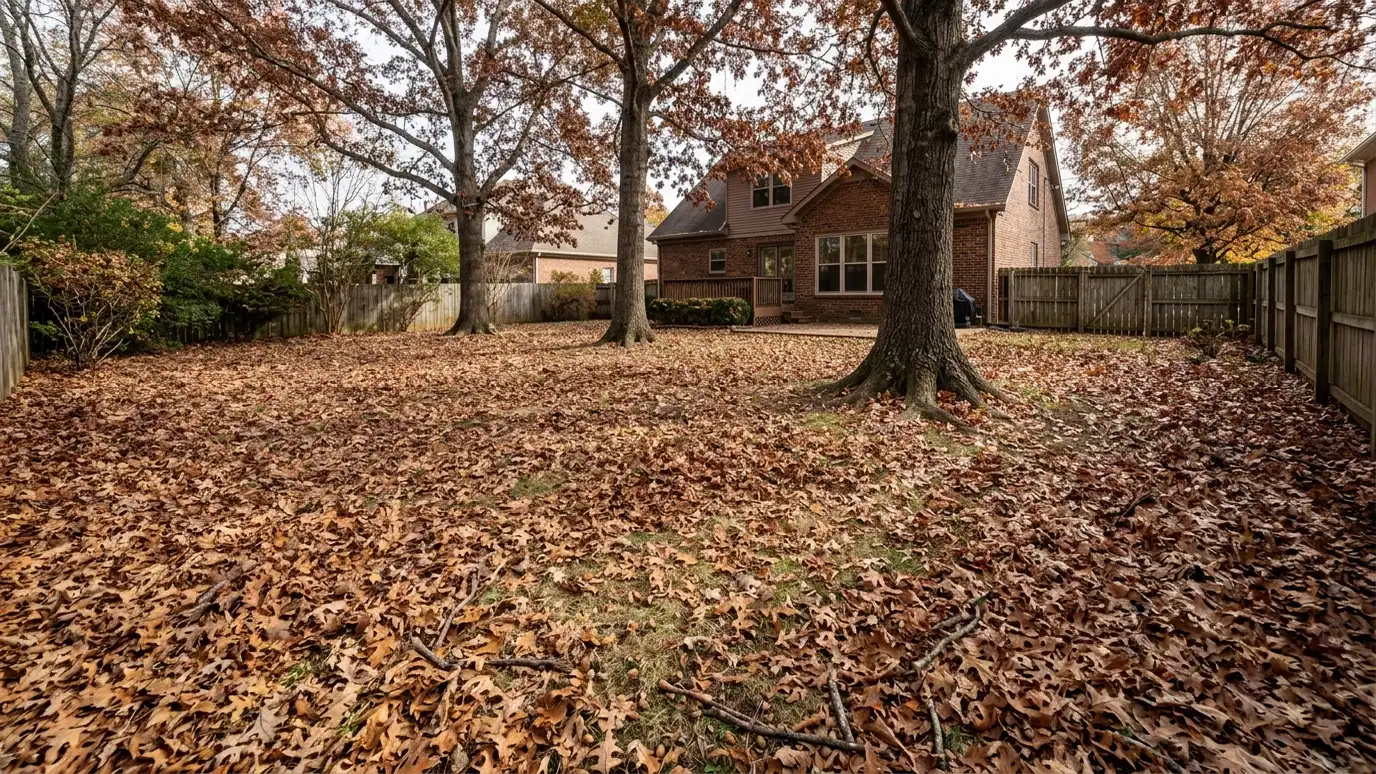 Before: a backyard lawn with a thick layer of brown fallen leaves covering the grass beneath oak trees