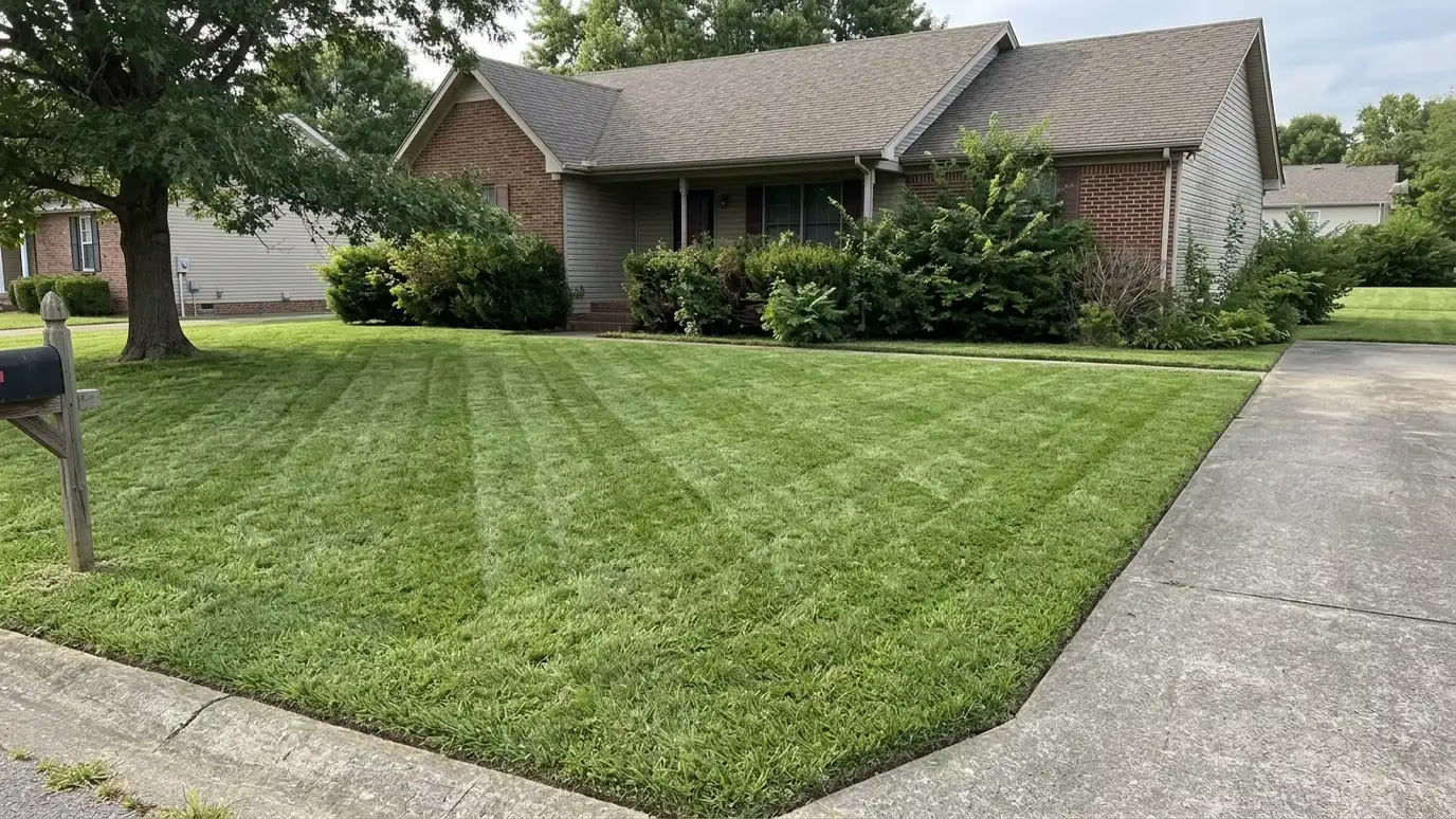 After: An overgrown lawn cut and striped | Music City Lawn Service After: a front lawn with a neatly mowed lawn with fresh stripes and crisp edges